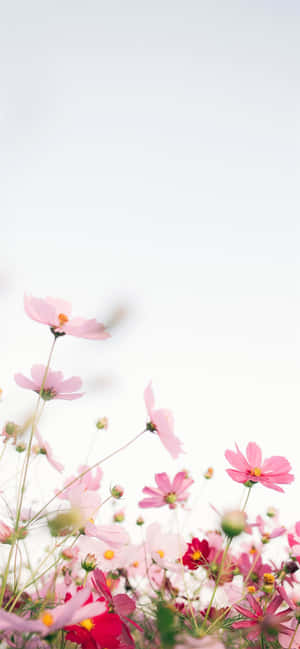 Фон рожевой квітки — Розовая квітка Шпалери