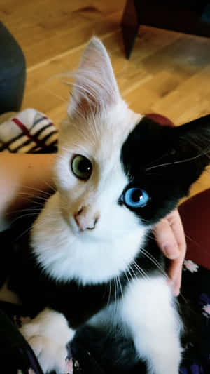 Красивие фото кота — Милый кот Шпалери