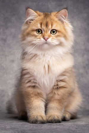 Красивые фото котов — Милый кот Шпалери