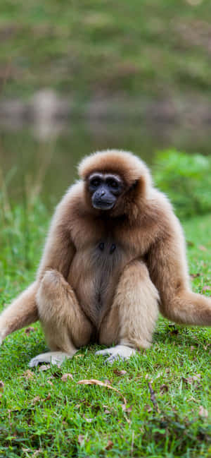 Фон iPhone Xs Max Gibbon — iPhone 14 Pro Max Шпалери