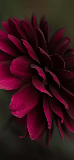Burgundy Flower — Redmi Note 17 Шпалери