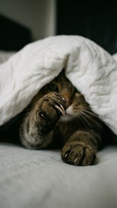 Котячья лапка, выглядывающая из-под одеяла. — Кіт Шпалери
