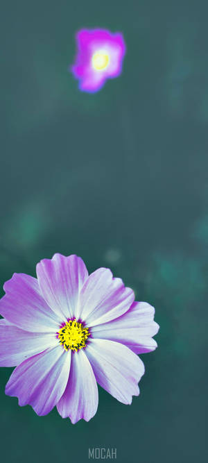 Zoom Flower — POCO C71 Шпалери