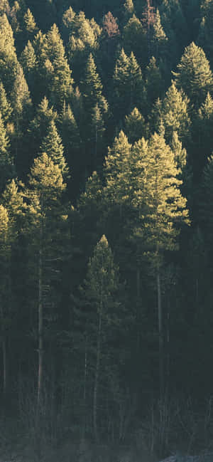 Trees Iphone — Redmi Note 17 Шпалери