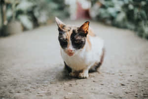 Фото Grumpy Cat — MacBook Pro 14 Шпалери
