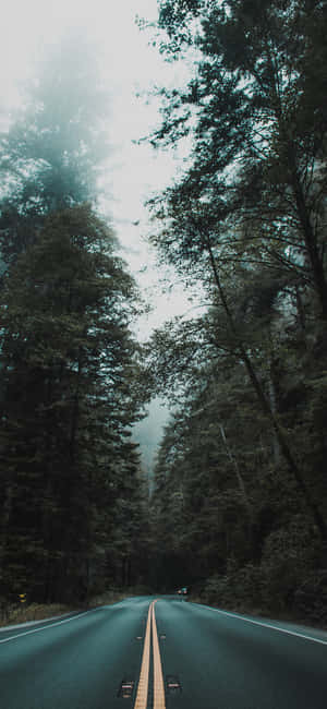 Trees Iphone — Redmi Note 15 Шпалери