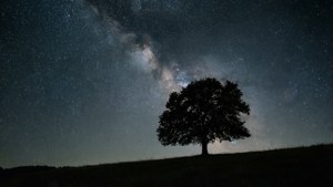 Мінімалістичний нічний пейзаж с деревом и звездным небом, идеально подходит для спокойных обоев.