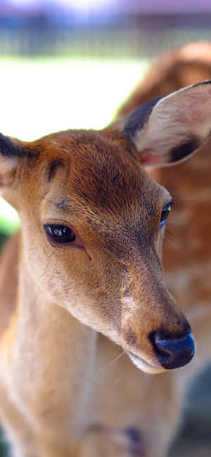 Cute Animal Iphone — iPhone 16 Plus Шпалери