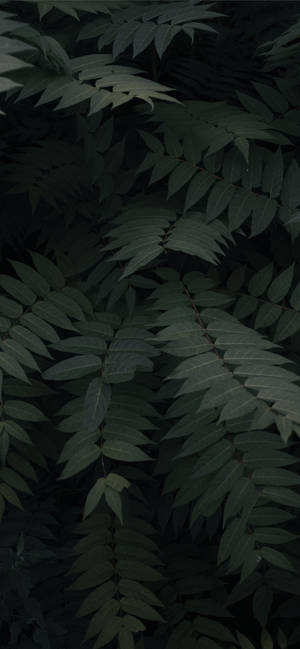 Plants Iphone — Galaxy A Шпалери