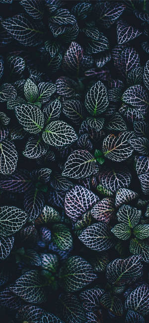 Plants iPhone — Galaxy A18 Шпалери