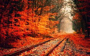 Осенние обои с красно-оранжевыми листьями