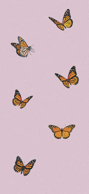 Vsco Butterfly — Huawei nova 16 Шпалери