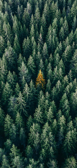 Trees Iphone — Redmi Note Шпалери