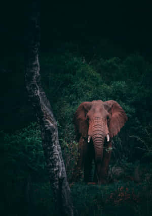 Ноутбук Elephant — IQOO Pad Шпалери