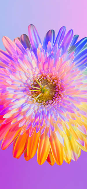 Обои Rainbow Flower для iPhone — iPhone 11 Pro Max Шпалери