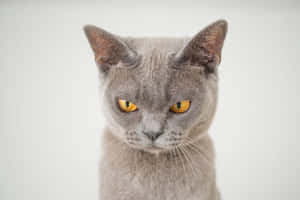 Grumpy Cat фото — MacBook Pro M2 Шпалери