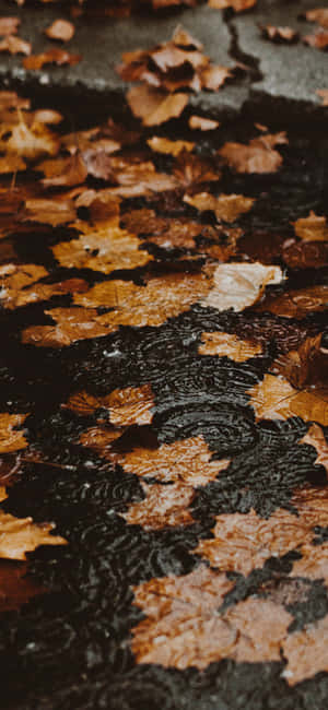 фон Fall Iphone — Redmi 15 Шпалери