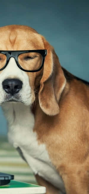 Beagle Dogs Pictures — Redmi Note 17 Шпалери