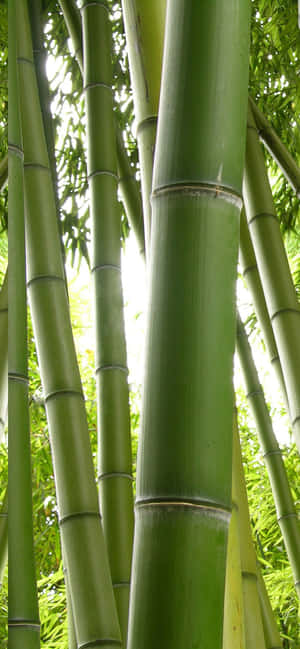 Green Bamboo — iPhone 15 Pro Шпалери