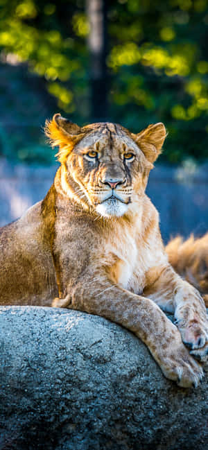 Animals Iphone — Redmi Note 15 Шпалери