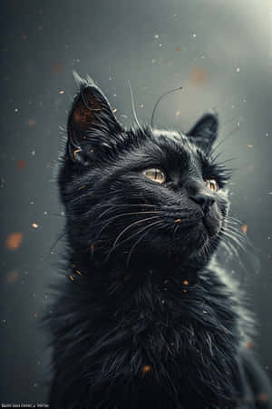 фотореализм,чорний кот,кінематографичность,цифровое искусство,Котячее искусство,любители кошек,обои — iPhone 4 Шпалери