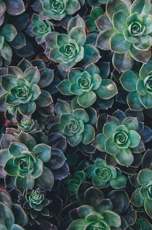 Обої с зеленой эстетикой суккулента Echeveria — Домашний экран Шпалери