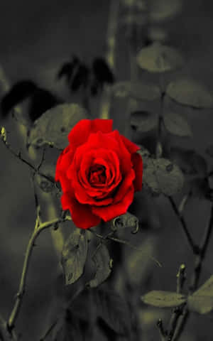 Rose Mobile — Infinix Xpad 20 Шпалери